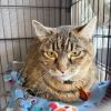 Sasha Kitty photo 2