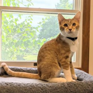 Whitesnake, Baby Male Domestic Short Hair