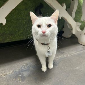 Lumi, Adult Female Domestic Short Hair