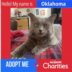 Oklahoma, Adult Female Domestic Long Hair