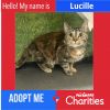 Lucille photo 1