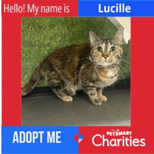 Lucille, Young Female Domestic Short Hair