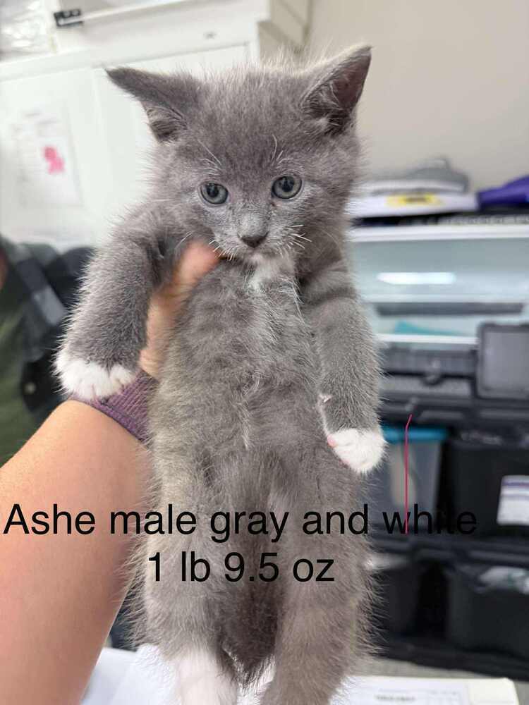 Ashe