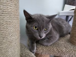 Angel, Adult Female unknown
