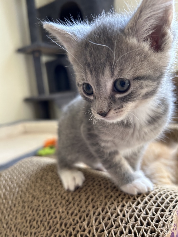 Ember