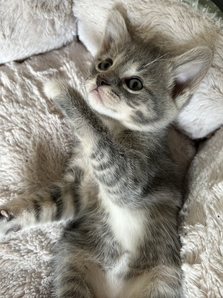 Ember