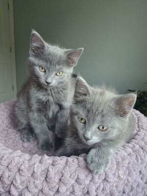 Sonny, Baby Female Domestic Short Hair