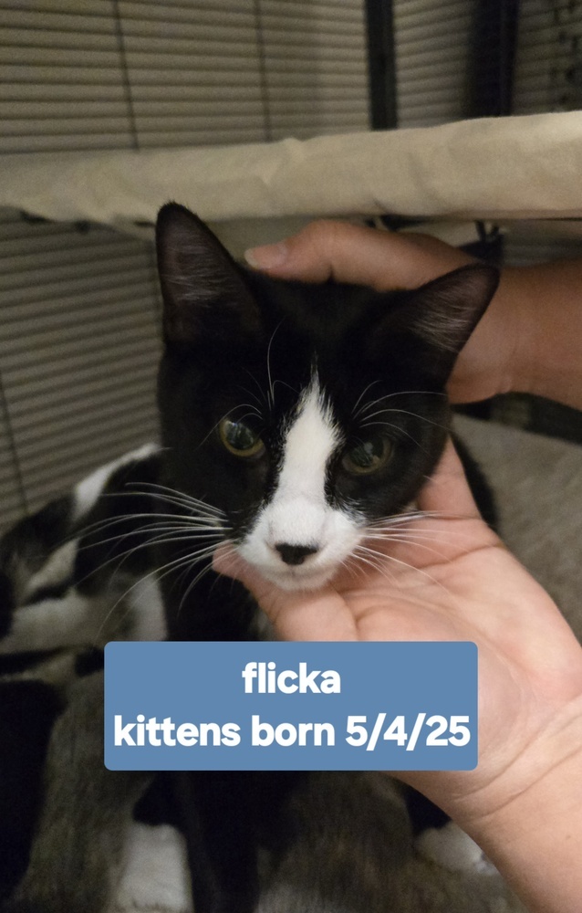 Flicka