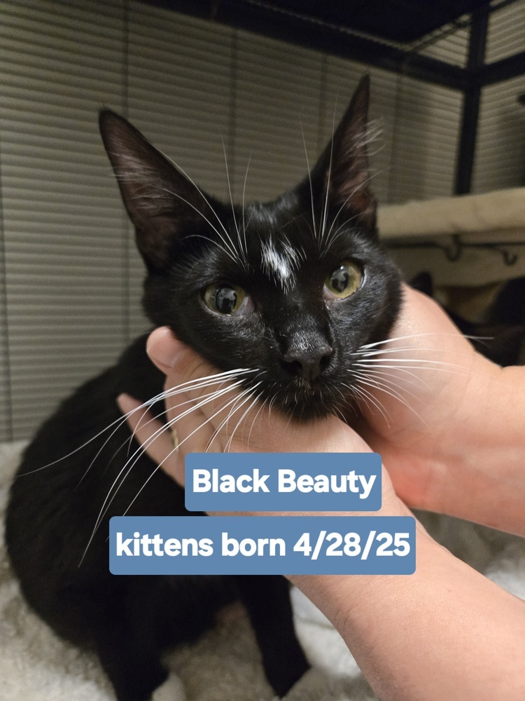 Black Beauty