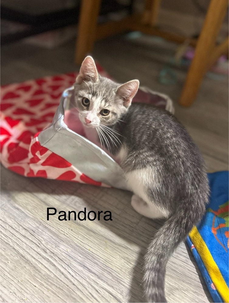 Pandora