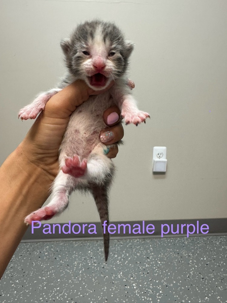 Pandora