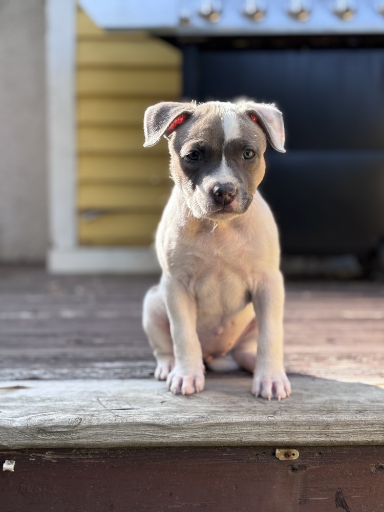 Tilly (teal)