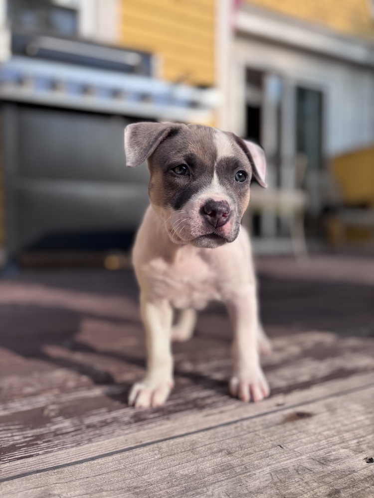 Tilly (teal)