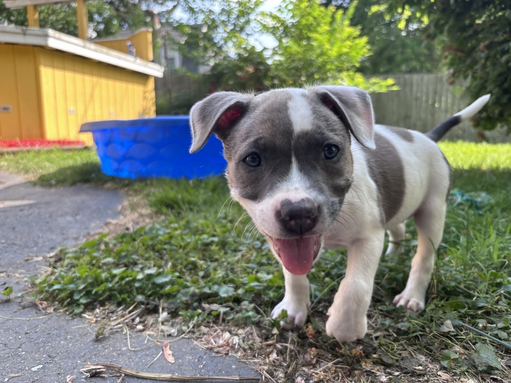 Tilly (teal)