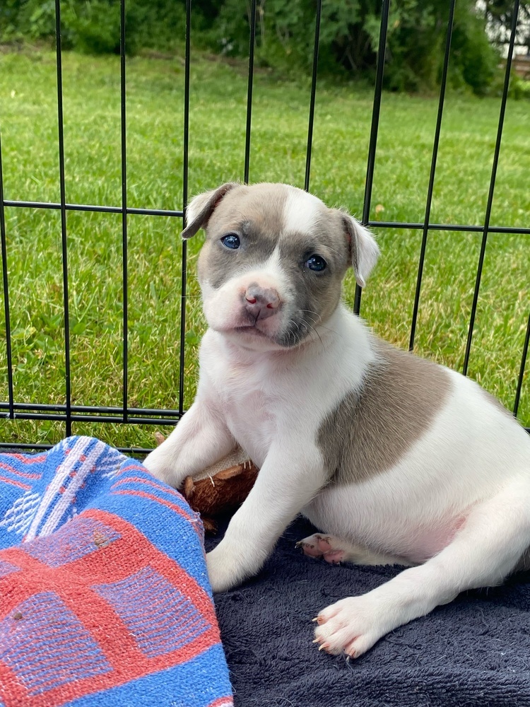 Tilly (teal)