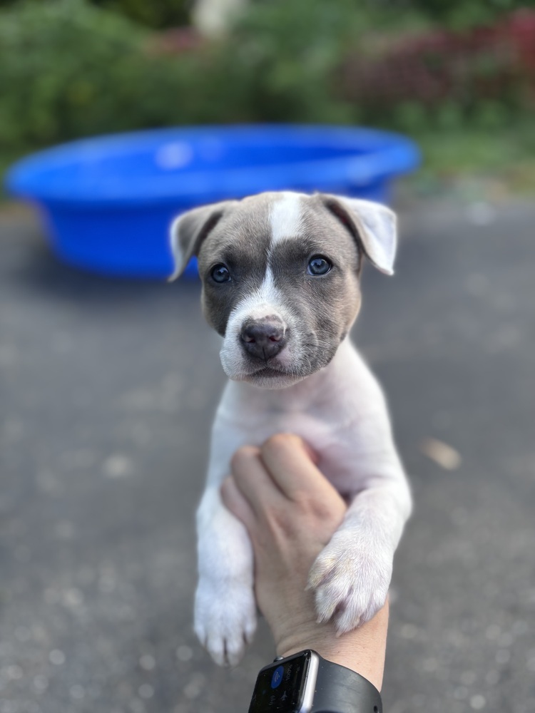 Tilly (teal)