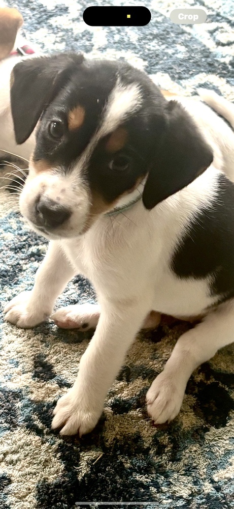 Priscilla