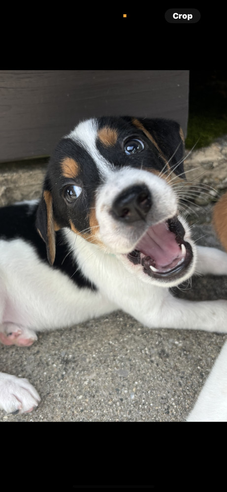 Priscilla