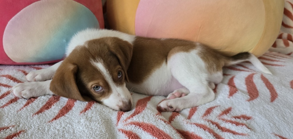 Elvis