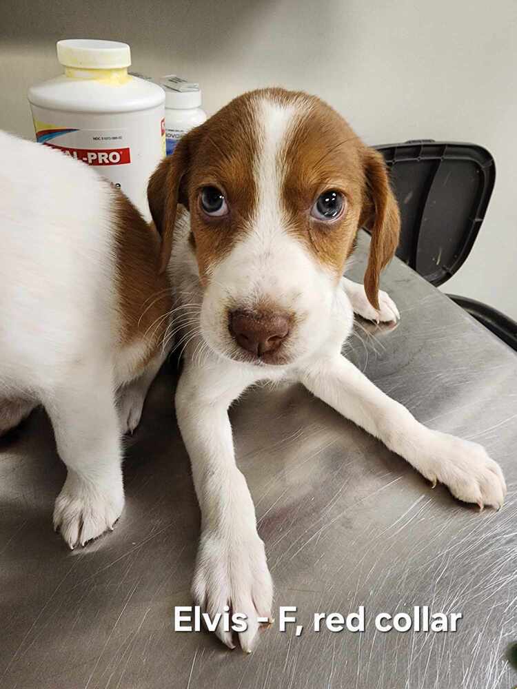 Elvis