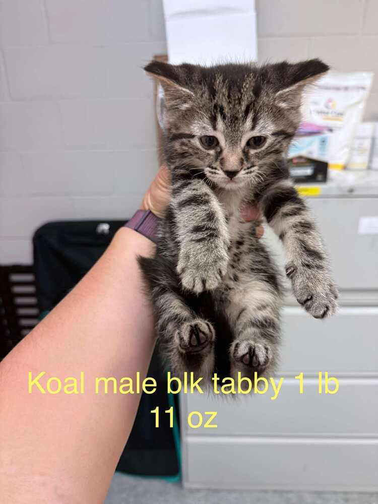 Koal