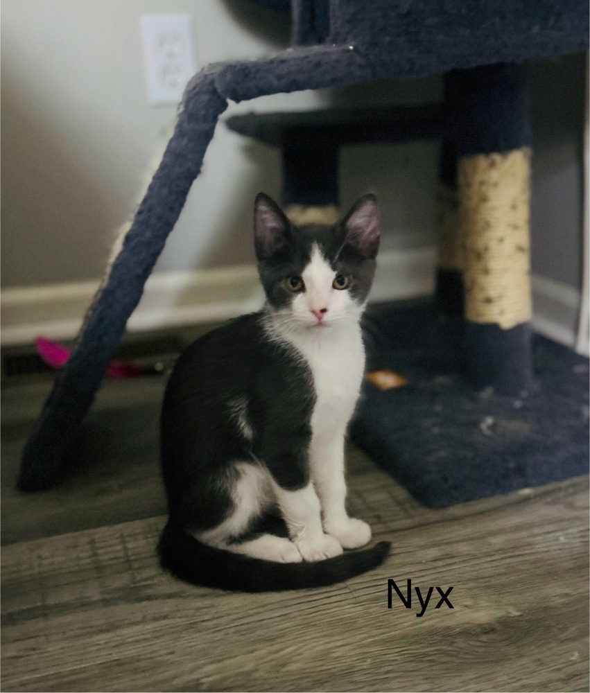 Nyx