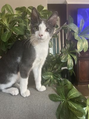 Nyx, Baby Male unknown