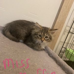 Miss Muffin A25-116, Baby Female unknown