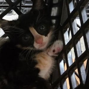 Zesty A25-119, Baby Female unknown