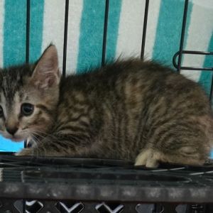 Willow A25-121, Baby Male unknown