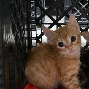 Sunny A25-120, Baby Male unknown