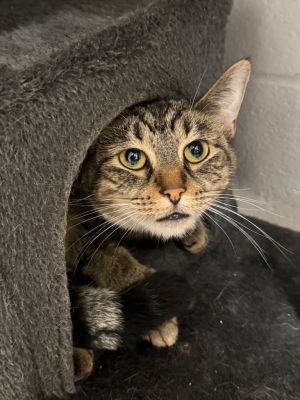 Pam, Adult Female Domestic Short Hair