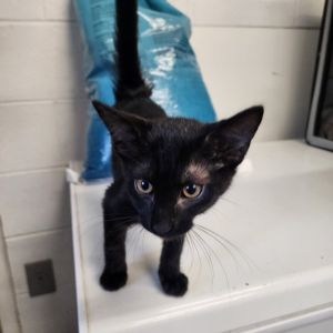 Tazer, Baby Male Domestic Short Hair