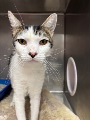 Frenchy, Adult Male Domestic Short Hair