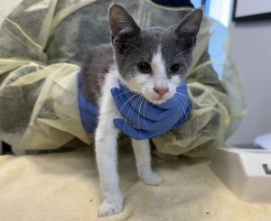 Snowcone Domestic Short Hair Cat