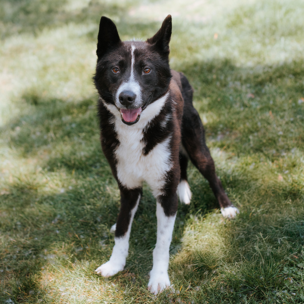 Rown, an adoptable Jindo in Northbrook, IL, 60062 | Photo Image 1