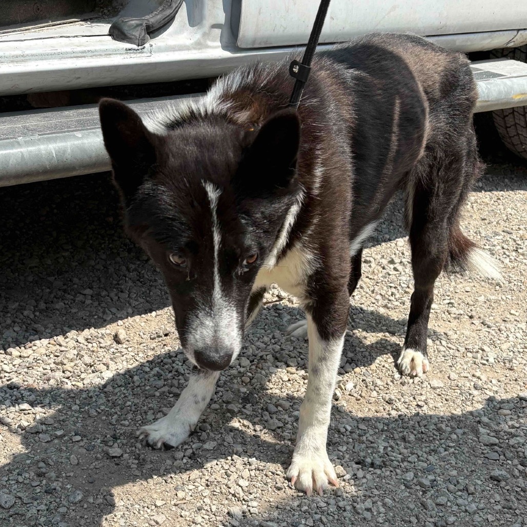 Rown, an adoptable Jindo in Northbrook, IL, 60062 | Photo Image 2