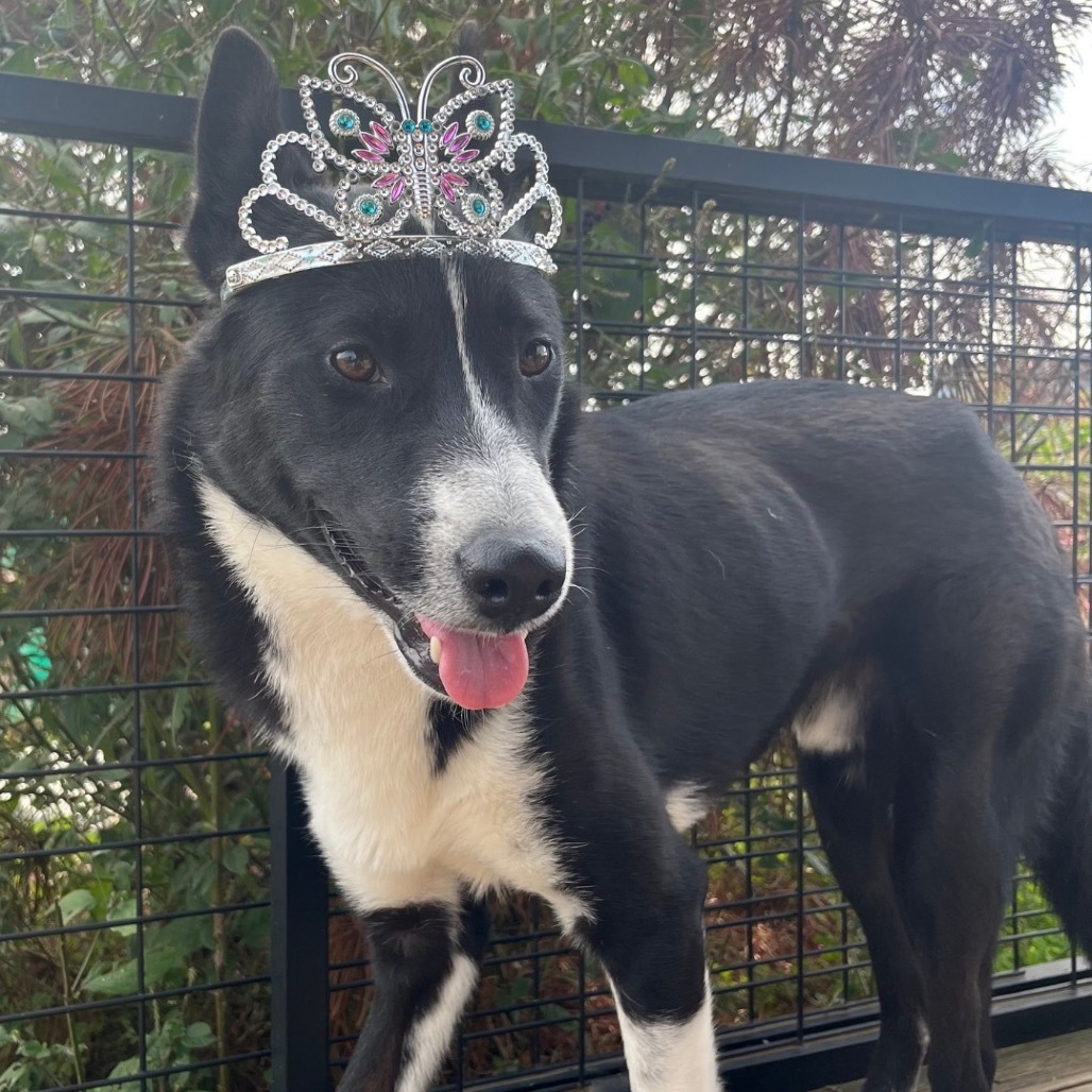 Rown, an adoptable Jindo in Northbrook, IL, 60062 | Photo Image 3