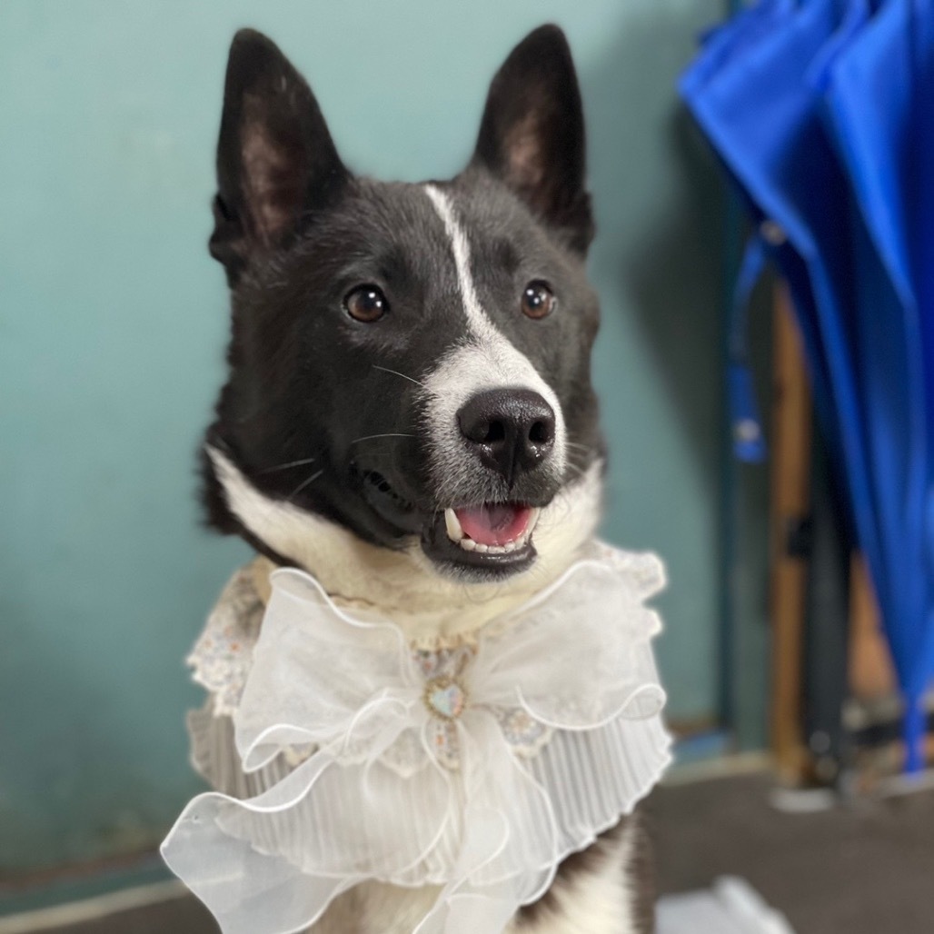Rown, an adoptable Jindo in Northbrook, IL, 60062 | Photo Image 4