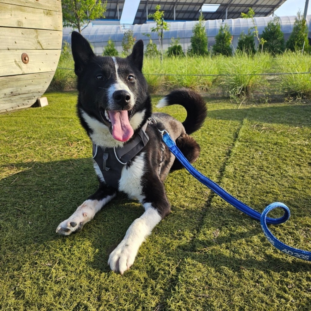 Rown, an adoptable Jindo in Northbrook, IL, 60062 | Photo Image 5