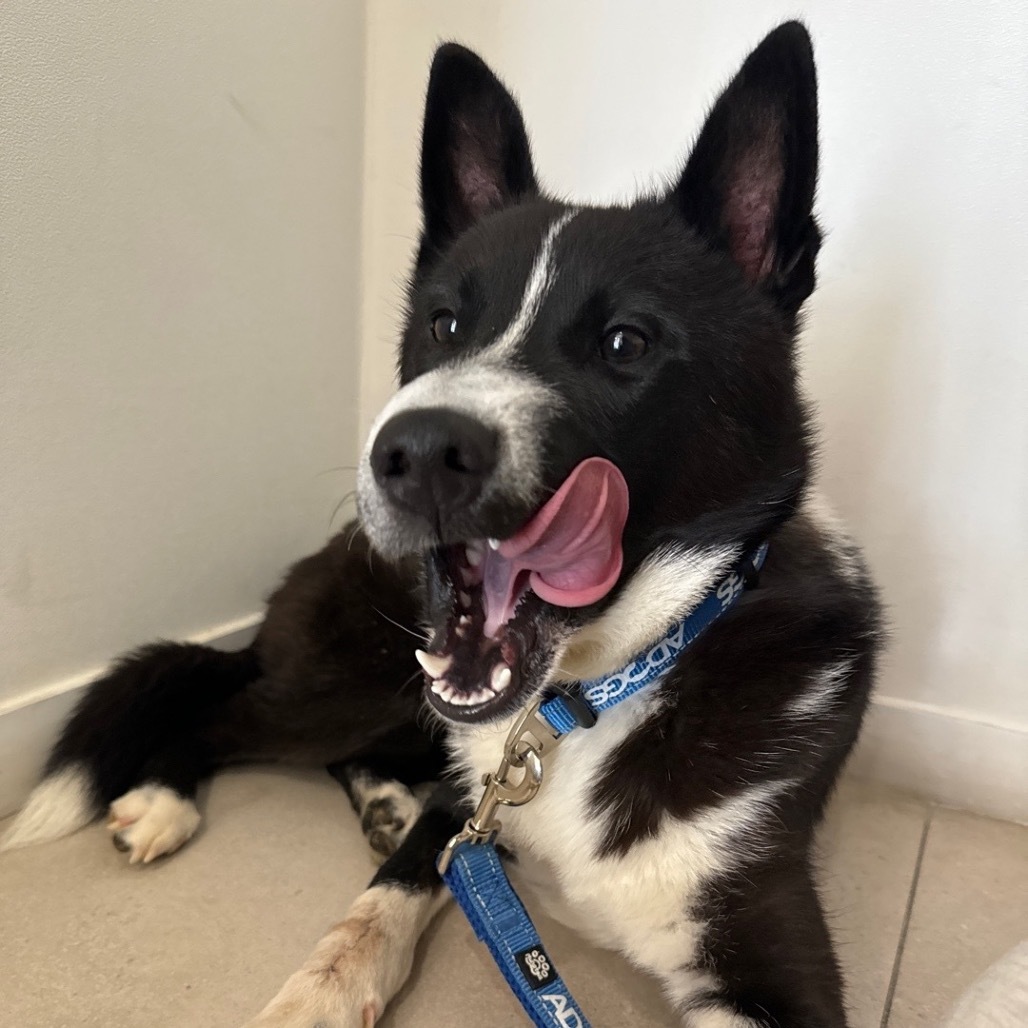 Rown, an adoptable Jindo in Northbrook, IL, 60062 | Photo Image 6