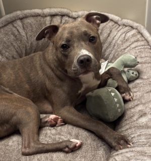 Snickerdoodle Dandy, Adult Female unknown