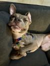 Snickerdoodle Dandy photo 3