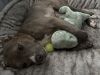 Snickerdoodle Dandy photo 4