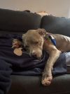 Snickerdoodle Dandy photo 5