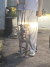 Snickerdoodle Dandy photo 6
