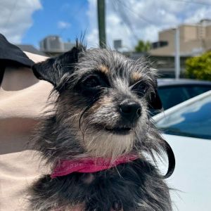 Popis Mixed Breed Dog