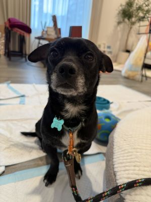 Chewy Dachshund Dog