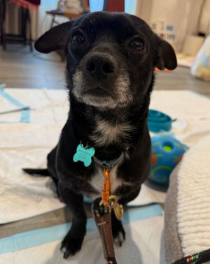 Chewy Dachshund Dog