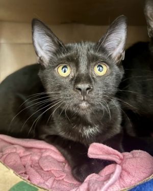 Egg, Adult Female Domestic Short Hair